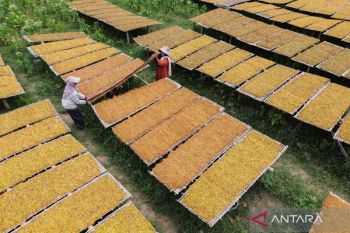 Gapero: IHT terdampak larangan bahan tambahan produk hasil tembakau