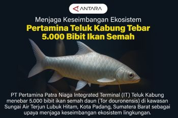 Menjaga keseimbangan ekosistem lingkungan Pertamina Teluk Kabung tebar 5.000 bibit ikan semah