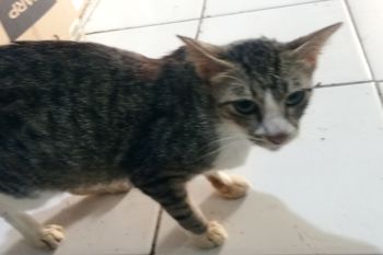 Dalam 14 tahun terakhir, Kabupaten Lebak terbebas dari rabies