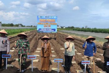 Tanam perdana tebu bongkar ratoon perkuat swasembada gula nasional