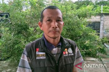 Puluhan ribu pekerja sawit di Bangka butuh perlindungan sosial
