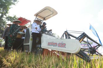 Banyuwangi dan Pupuk Kaltim  kolaborasi tingkatkan produktivitas padi