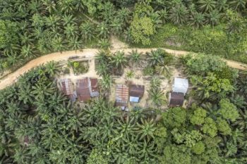 Permukiman Suku Batin Sembilan di tengah perkebunan sawit