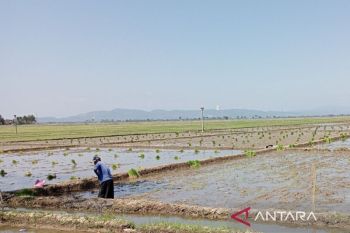 Petani Cilacap apresiasi penurunan harga pupuk subsidi