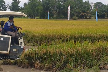Korem Gapo tanam padi 2.000 hektare di lahan sawah rakyat