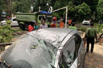 Mobil kontraktor tertimpa pohon di halaman Kantor Wali Kota Jakut