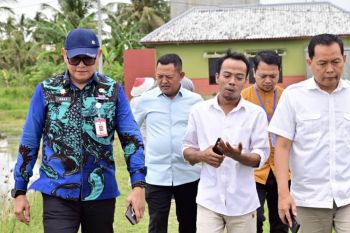 Lampung Selatan kembangkan padi biosalin untuk petani pesisir