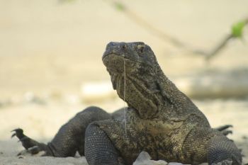 Teenage komodo found dead on road in Komodo National Park