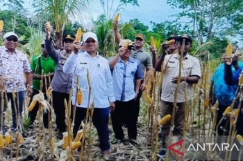 Pemkab Biak Numfor apresiasi program ketahanan pangan jagung di Kampung Yopdi