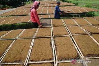 UNS ingatkan pentingnya perlindungan industri tembakau