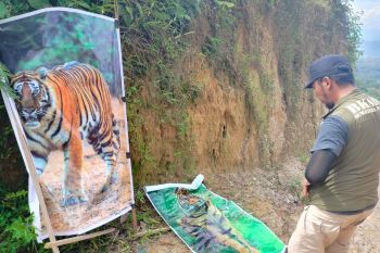 Solusi kreatif petani Agam: Pasang spanduk Harimau Sumatera untuk halau monyet