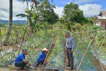 Lapas Talu Pasaman Barat manfaatkan lahan kurang produktif dukung ketahanan pangan
