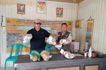 Karantina Lampung gagalkan penyelundupan enam ekor elang dilindungi