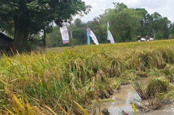 Sumsel berdayakan Brigade Pangan tingkatkan produksi padi