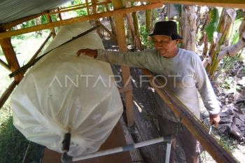 Pemanfaatan limbah pertanian dan peternakan di Padang Pariaman