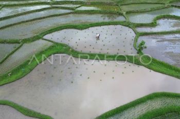 Optimasi lahan sawah di Tanah Datar