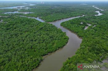 Kemenhut lakukan penanaman 20,8 juta batang mangrove lewat M4CR di empat provinsi