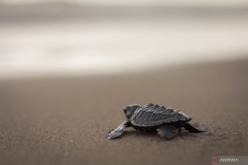 Menjaga satwa purba agar tak punah di Ranah Minang