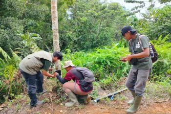 Kenapa harimau muncul ke pemukiman-kebun masyarakat, berikut penjelasannya