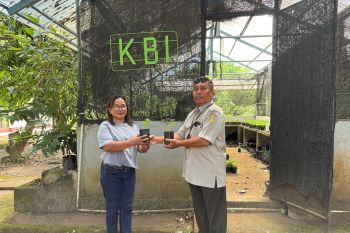 BRMP Maluku serahkan bantuan 150 bibit cabai untuk warga