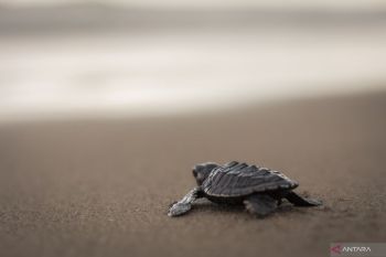 Jalan panjang regenerasi biota penjelajah samudera