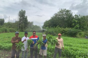 Menyelamatkan Pulau Semambu dari kekeringan