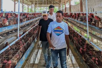 Petani dan peternak di Sidrap diarahkan pakai QRIS