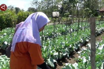 Kemandirian ketahanan pangan lewat Lumbung Mataraman