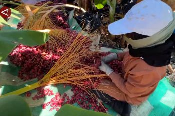 Petani kurma di Sidon, teguh & tangguh di bawah langit kelabu Lebanon