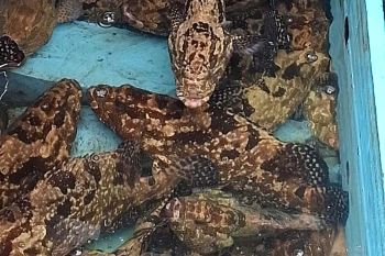 Ikan kerapu jadi unggulan ekspor Natuna ke Hong Kong