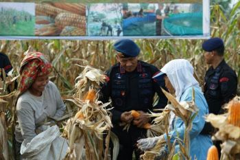 Pemkab Murung Raya dukung penanaman jagung serentak untuk Swasembada Pangan