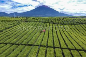 Wangi emas hijau dari kaki Gunung Kerinci