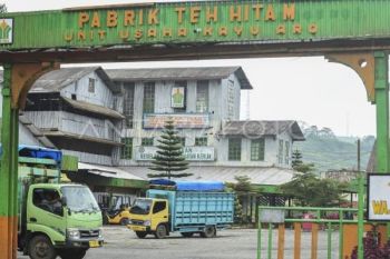Wangi Emas Hijau dari Kaki Gunung Kerinci