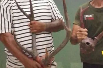 BKSDA Maluku amankan dua opsetan tanduk rusa di pelabuhan Ambon