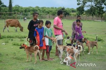 Dompu NTT gencarkan vaksinasi rabies di seluruh kecamatan