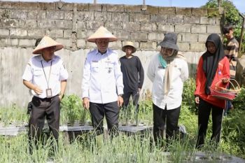 Pemprov Kalteng terapkan TSS perkuat edukasi tanam bawang merah di pekarangan