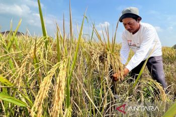 KTNA: NTP naik berkat pemerintah bantu sarana produksi petani