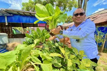 Rutan Rantau panen sayur hasil program ketahanan pangan