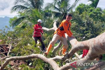 BPBD Cianjur data rumah rusak tertimpa pohon di Cibeber