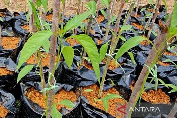 Pemkab Natuna naikkan produksi hortikultura hingga 190 persen