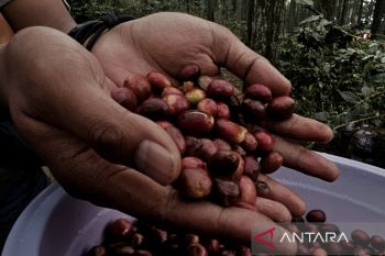 BI Malang bantu perluas pasar petani kopi melalui 'business matching'