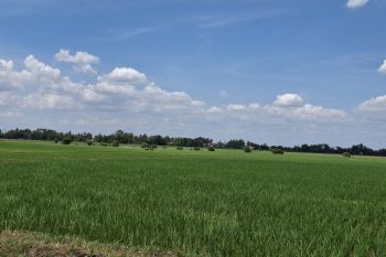 BPS catat luas panen padi di Lampung capai 597.480 ha pada 2025