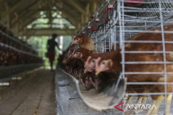BUMDes kelola peternakan ayam petelur