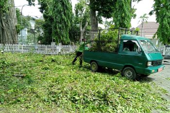 Perantingan pohon di Mataram ditingkatkan antisipasi cuaca ekstrem