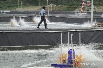 KKP buka rekrutmen 3.000 tenaga kerja lokal untuk tambak udang Waingapu