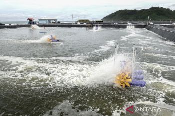 Sebanyak 1.248 sertifikat dikeluarkan KKP guna ekspor udang budi daya ke AS
