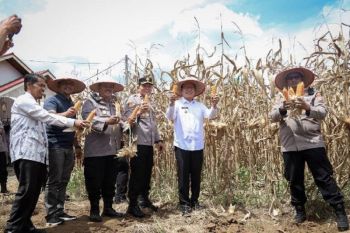 WakoPayakumbuh dan Kapolres pimpin pelaksanaan panen raya jagung