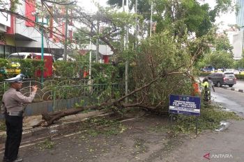 Pohon depan Mal Slipi Jaya tumbang akibat dihantam truk molen