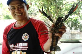 Lobster Air Tawar alternatif saat harga ikan konsumsi lesu