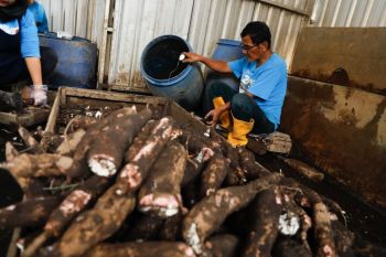 Kampung Singkong Salatiga diharapkan jadi salah satu destinasi wisata unggulan